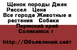 Щенок породы Джек Рассел › Цена ­ 50 000 - Все города Животные и растения » Собаки   . Пермский край,Соликамск г.
